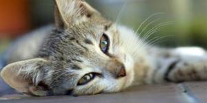 У кота в почках камни: симптомы и лечение