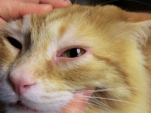 У кота воспалился глаз: что делать, лечение