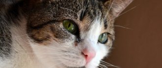the cat has a stuffy nose