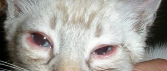 У котенка гноятся глаза