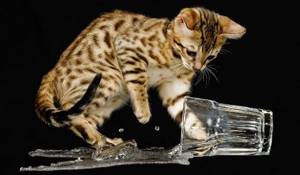 учим котенка пить воду