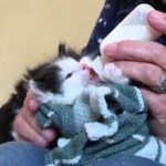 Convenient feeding option