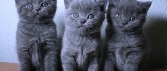 Caring for British kittens