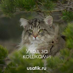 Уход за норвежскими лесными кошками