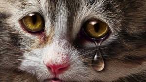 Умеют ли домашние кошки плакать как люди