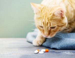 Уро-Урси для кошек - инструкция по применению препарата