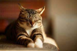 Успокоительное для кошек при стрессе и агресии
