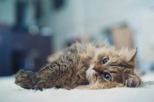 Успокоительное для кошек при стрессе и агресии