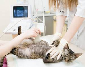 УЗИ назначают кошке при нарушении дыхания