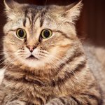 в каком возрасте кастрируют кота