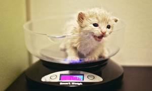 В норме здоровый котенок прибавляет в весе по 80-100 грамм каждую неделю