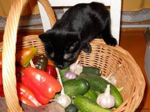 В рацион кота должны входить отварные овощи и зерновые