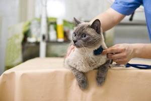 В случае возникновения сомнений в здоровье кота, покажите его ветеринару, подробно описав храп питомца