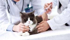Вакцина от лишая у кошек