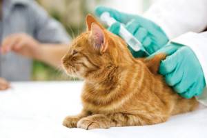 вакцинирование от хламидиоза у кошек