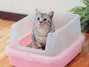 Важно выбрать для кошки правильное место для туалета