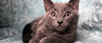 The importance of caring for your cat after sterilization