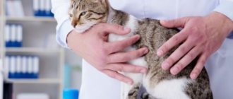 ветеринар держит кота
