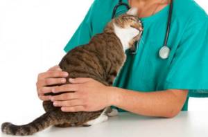 Ветеринар с котом