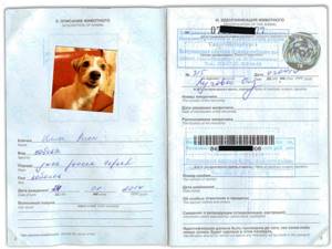 Ветеринарный паспорт международного образца