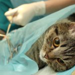 Ветеринары считают - самый оптимальный возраст для стерилизации кошек - 6 месяцев
