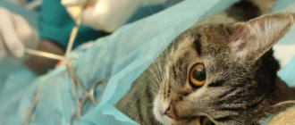 Veterinarians believe that the most optimal age for sterilizing cats is 6 months.