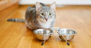 Ветеринары советуют не кормить кошек всем подряд.