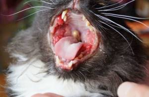Вирусный кальцивироз у домашней кошки: схема лечения и последствия для человека