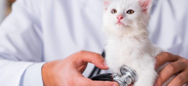 Витамины кошке подбираются вместе со специалистом