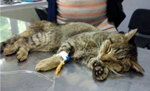 Внутреннее кровотечение у кошек симптомы – у кота кровянистые выделения Ростов