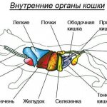 internal organs of a cat