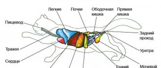 внутренние органы кошки