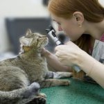Врач смотрит глаза кошки