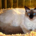 Выпадение матки у кошки. Грыжа матки у животного