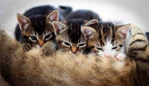 Выпадение шерсти у кошек при беременности