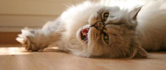 Выпадение шерсти у кошек: причины и лечение