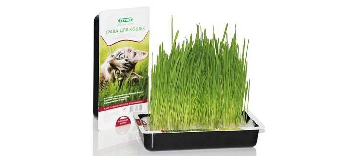 Выращивание кошачьей травы