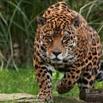 ягуар быстрый