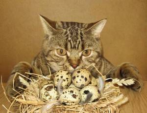 яйца и кот