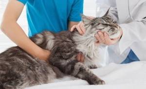 Заболеть чумкой могут как породистые, так и беспородные коты, при этом величина их корпуса также не имеет значения