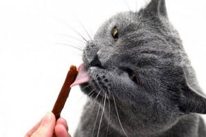 Заболевание зубов у кошек от сладкого