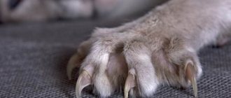 Зачем стричь когти кошке