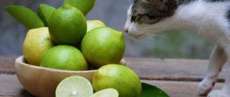 Запах цитрусовых для кошек