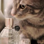 Запахи, которые не любят коты