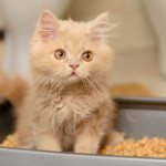 Запор у кошки