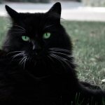 Зеленоглазые черные коты