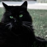 Green-eyed black cats