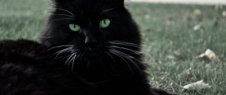 Green-eyed black cats