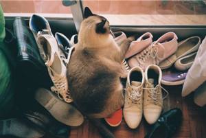 Земля на обуви может содержать яйца глистов, которыми заражается домашний котик