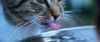 жажда у кота